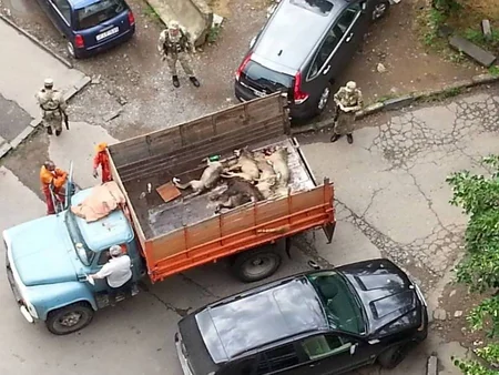 ​Tbilisidə zooparkdan qaçan sonuncu heyvan da tapılıb