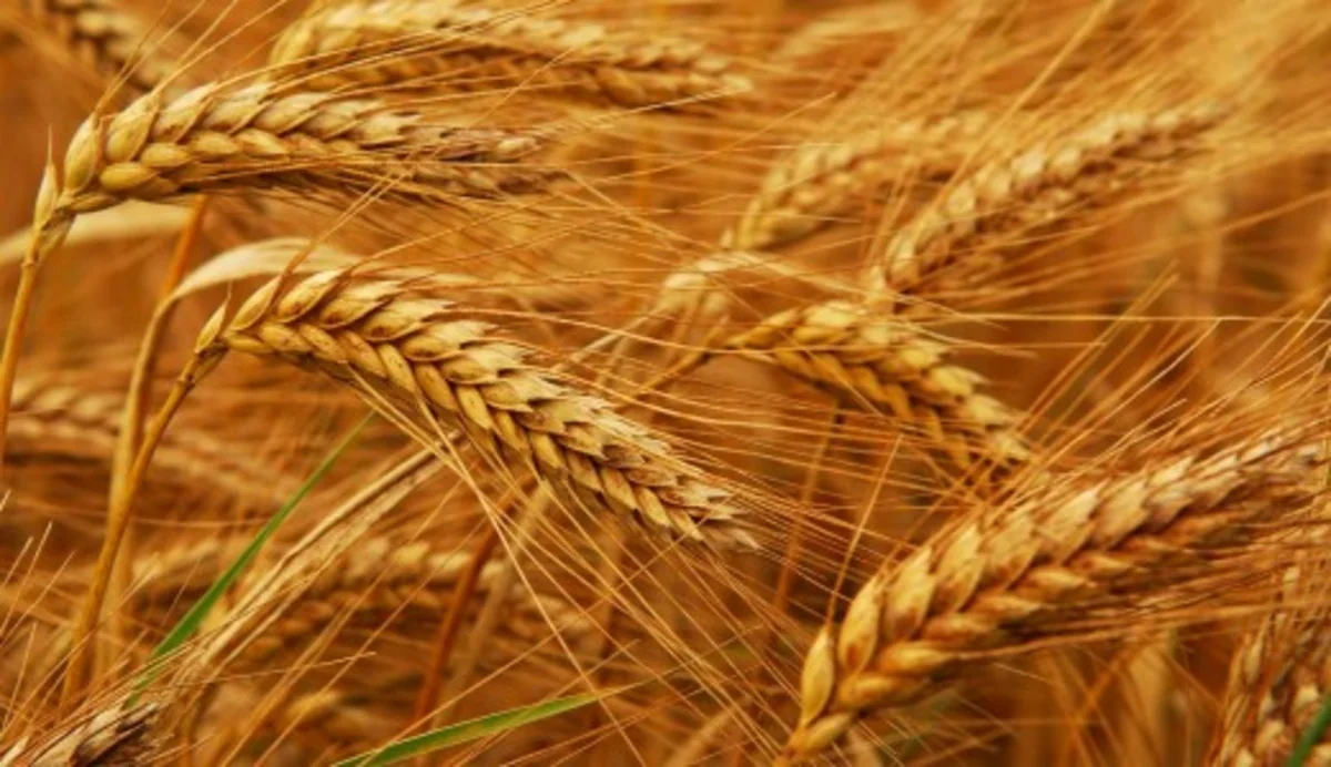 Rusiya buğda ixracına tətbiq edilən rüsumu ləğv edə bilər