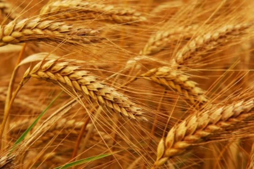 Azərbaycan buğda idxalına çəkdiyi xərci 65% artırıb