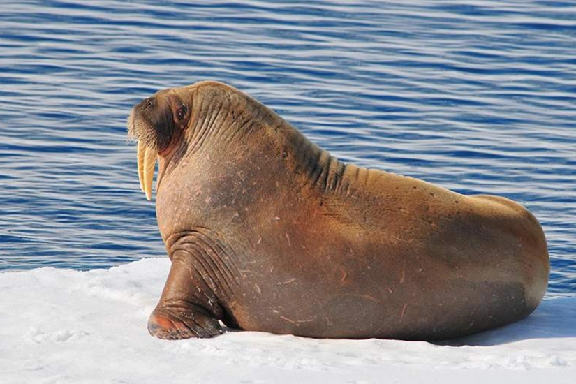 Tourist fined for approaching walrus in Norway