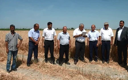 Azərbaycanda taxıl biçininə başlanılıb - VİDEO - YENİLƏNİB