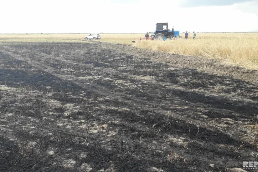 В Кюрдамире неисправный комбайн привел к пожару на зерновом поле - ФОТО - ОБНОВЛЕНО
