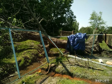 Qaxda güclü külək və yağış fəsadlar törədib - FOTO