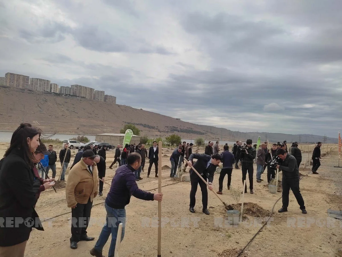 Bakıda Beynəlxalq Bitki Sağlamlığı Günü münasibətilə ağacəkmə aksiyası keçirilib
