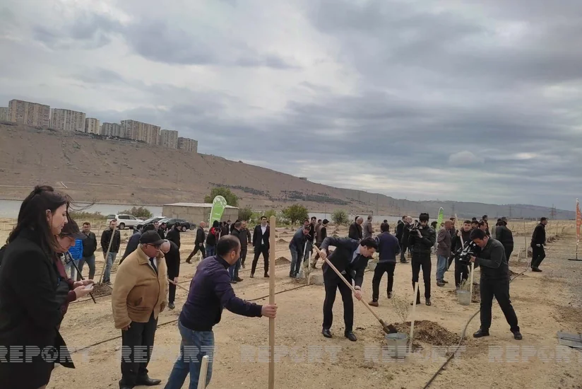 Bakıda Beynəlxalq Bitki Sağlamlığı Günü münasibətilə ağacəkmə aksiyası keçirilib