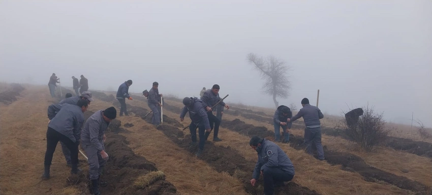 На прошлой неделе на землях лесного фонда посажено около 140 тыс. деревьев