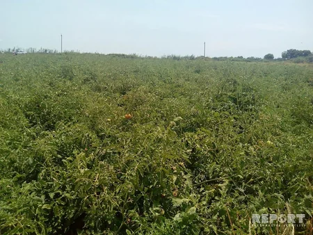 Masallıdakı tərəvəz sahələrində xəstəlik yayılıb