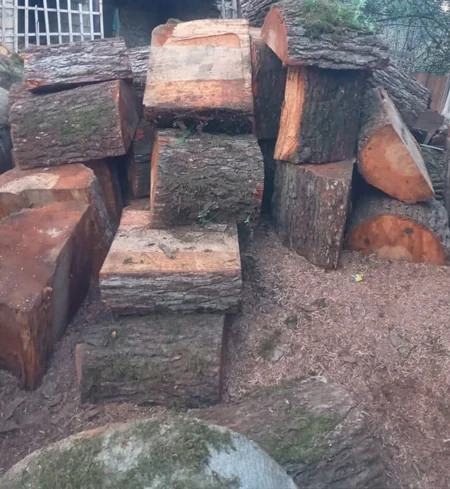 Qızılağac cinsli meşə materialını qanunsuz daşıyan şəxslər məsuliyyətə cəlb olunub
