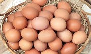 Azərbaycan Syerra-Leoneyə yumurta satmağa başlayıb