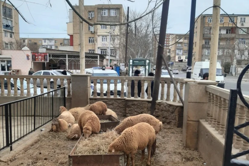 Yol kənarlarında qanunsuz quraşdırılan heyvan kəsim məntəqələri sökülüb