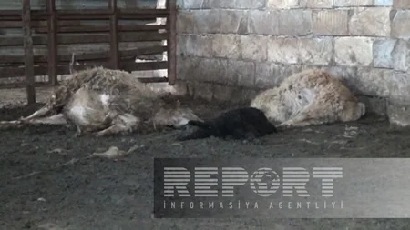 İmişlidə sahibsiz itlər xırdabuynuzlu heyvanları parçalayıb