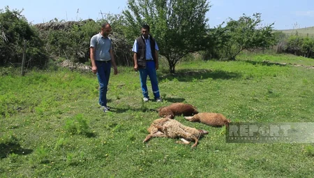 Göyçayda sahibsiz itlər qoyun sürüsünə hücum edib, bir neçə heyvan tələf olub