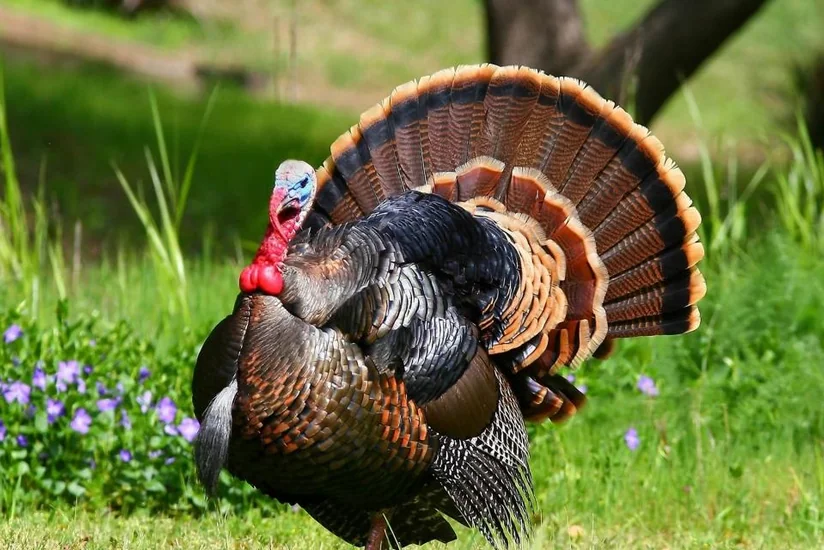 Production of turkey in Azerbaijan proposed