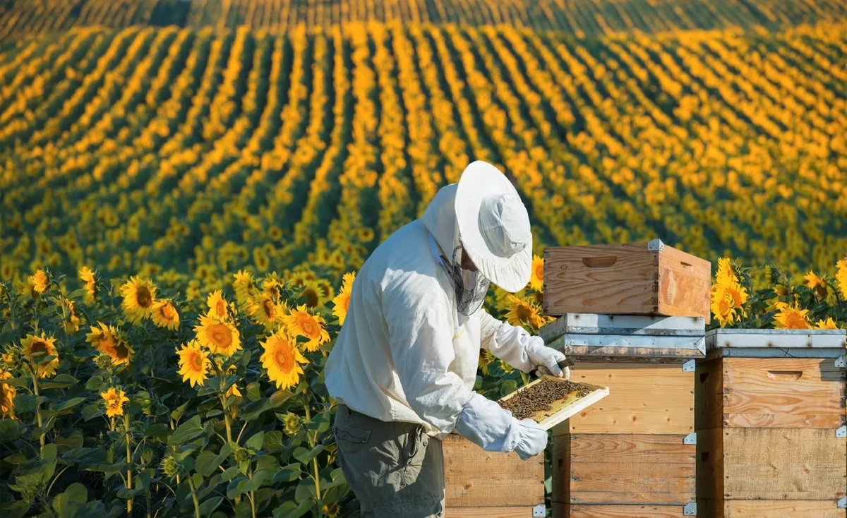 1 million AZN to be allocated for beekeeping project in Azerbaijan