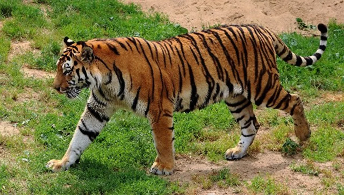 Tigers, lion escape from private zoo in Czech Republic