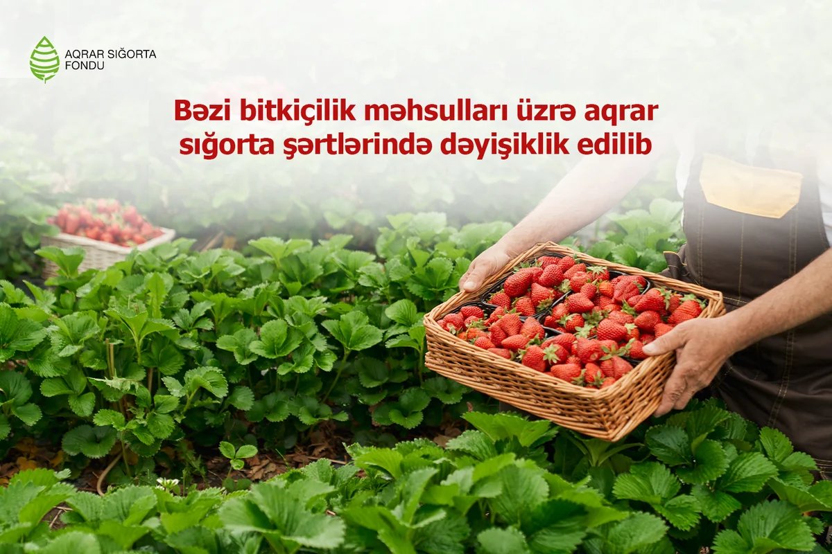 Azərbaycanda bəzi bitkiçilik məhsulları üzrə aqrar sığorta şərtləri dəyişib
