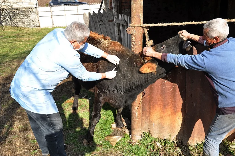 Balakəndə heyvanlar arasında profilaktik peyvəndləmə tədbirləri aparılır