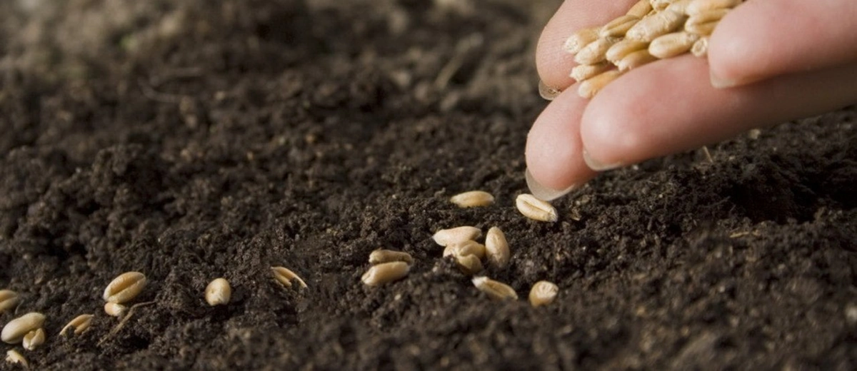 Azerbaijan preparing for creation of Seed Stock Exchange
