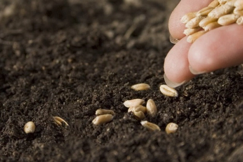 Azerbaijan preparing for creation of Seed Stock Exchange