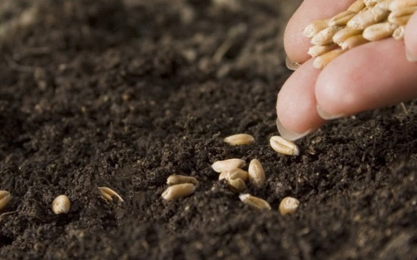 Azerbaijan preparing for creation of Seed Stock Exchange