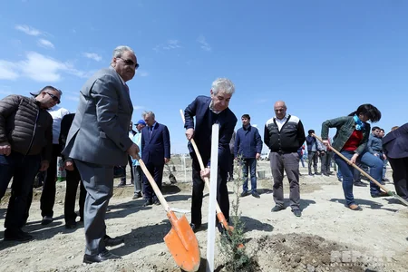 YAP Bakıda ağacəkmə aksiyası keçirib