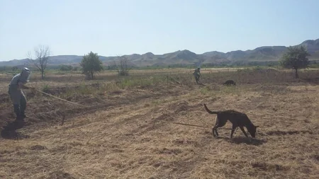 Cocuq Mərcanlıda 1343 ədəd qəlpə aşkarlanıb