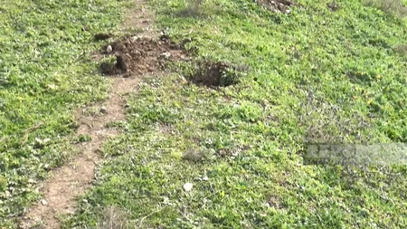 Cəlilabadda yol kənarında əkilən şam ağacları kütləvi şəkildə məhv edilib