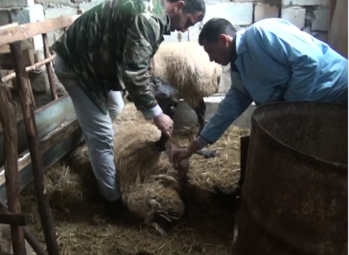 Salyanda çiçək xəstəliyinə qarşı vaksinasiya işləri aparılır