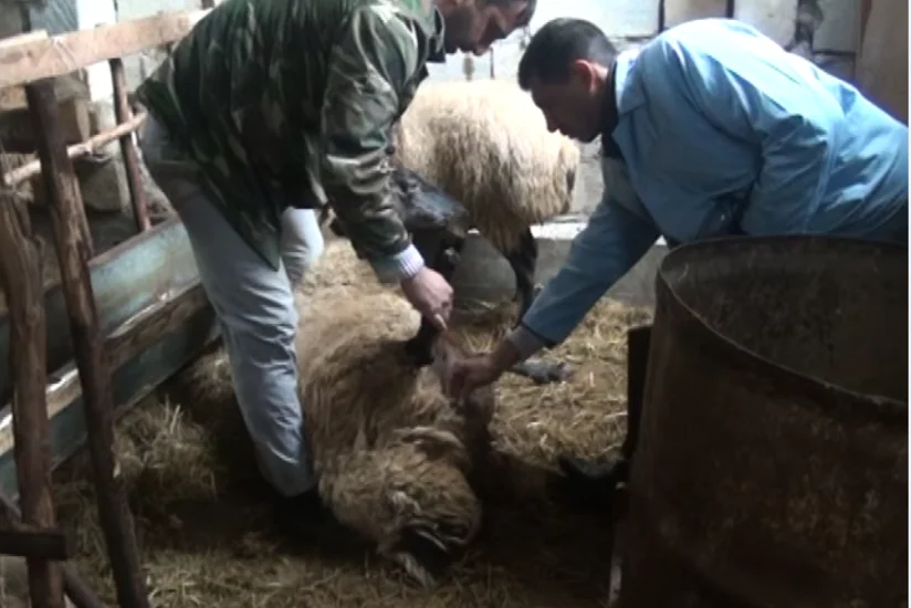 Salyanda çiçək xəstəliyinə qarşı vaksinasiya işləri aparılır