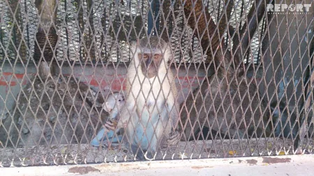 Qırmızı dəniz sahilindəki ecazkar və nadir gülləri ilə məşhur şəhərdən - REPORTAJ