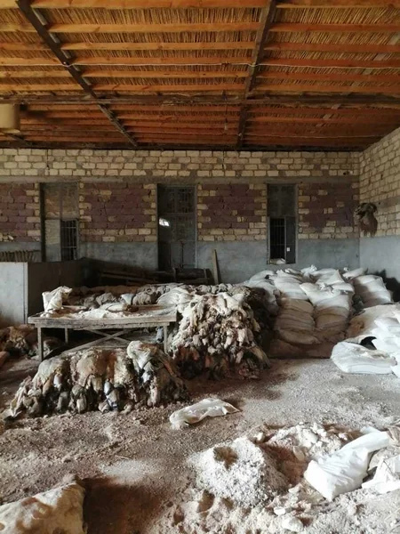 AQTA Gəncədə heyvanların daxili orqanları və dərisini antisanitar şəraitdə emal edən sex aşkarlayıb