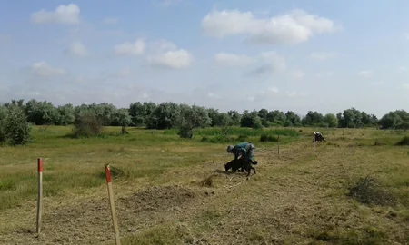 Cocuq Mərcanlıda gün ərzində 1 207 ədəd qəlpə aşkar edilib