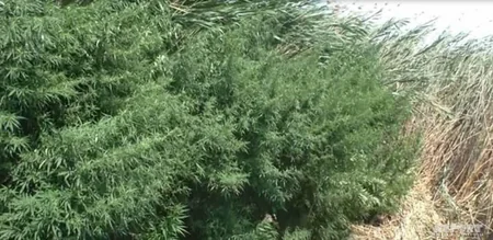 Yevlaxda 1 tondan çox narkotik kollarının yetişdirildiyi plantasiya aşkar edilib - FOTO