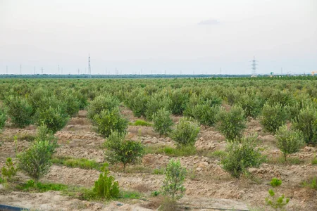 ETSN: Son 3 ayda 160 mindən çox ağac əkilib