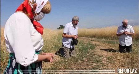 Интересная традиция в единственном колхозе Азербайджана - ВИДЕО