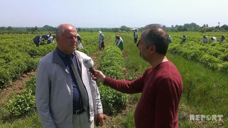 Astara çayı Made in Azerbaijan brendi altında xaricə ixrac ediləcək - FOTO