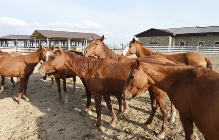 President Ilham Aliyev attends opening of Qarabag Equestrian Complex