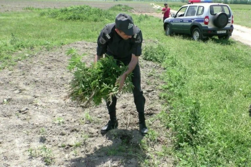 Balakəndə 1 ton narkotik bitki yandırılıb