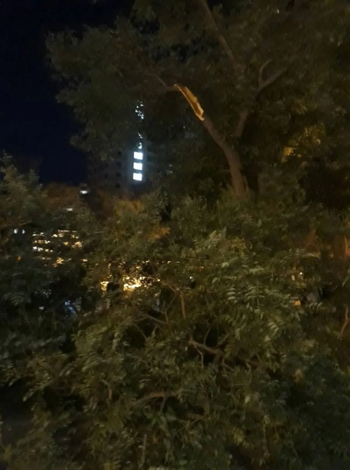 Yasamalda ağacın budaqları qırılıb, üç nəfər xəsarət alıb - FOTO