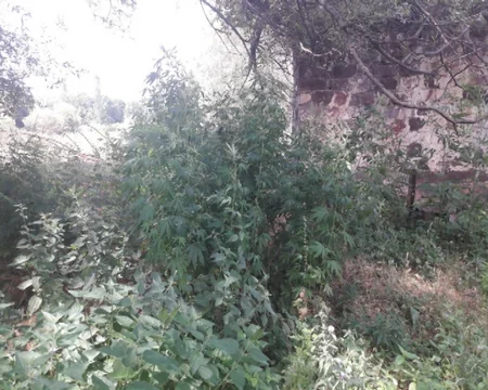 Göygöldə yabanı halda bitən çətənə kolları aşkar olunaraq məhv edilib
