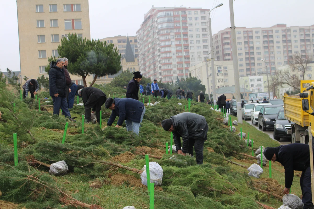 Səbaildə ağacəkmə aksiyası keçirilib
