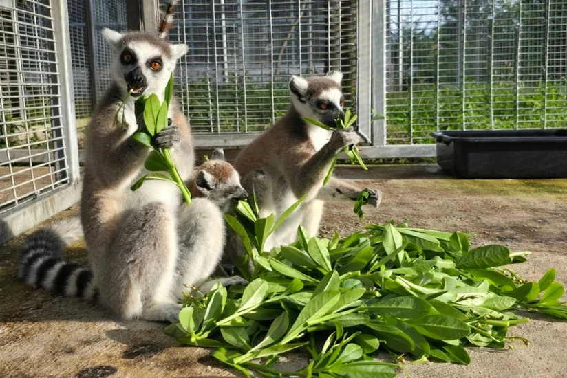 Tailand nəsli kəsilməkdə olan 1000-ə yaxın heyvanı Madaqaskara qaytarır