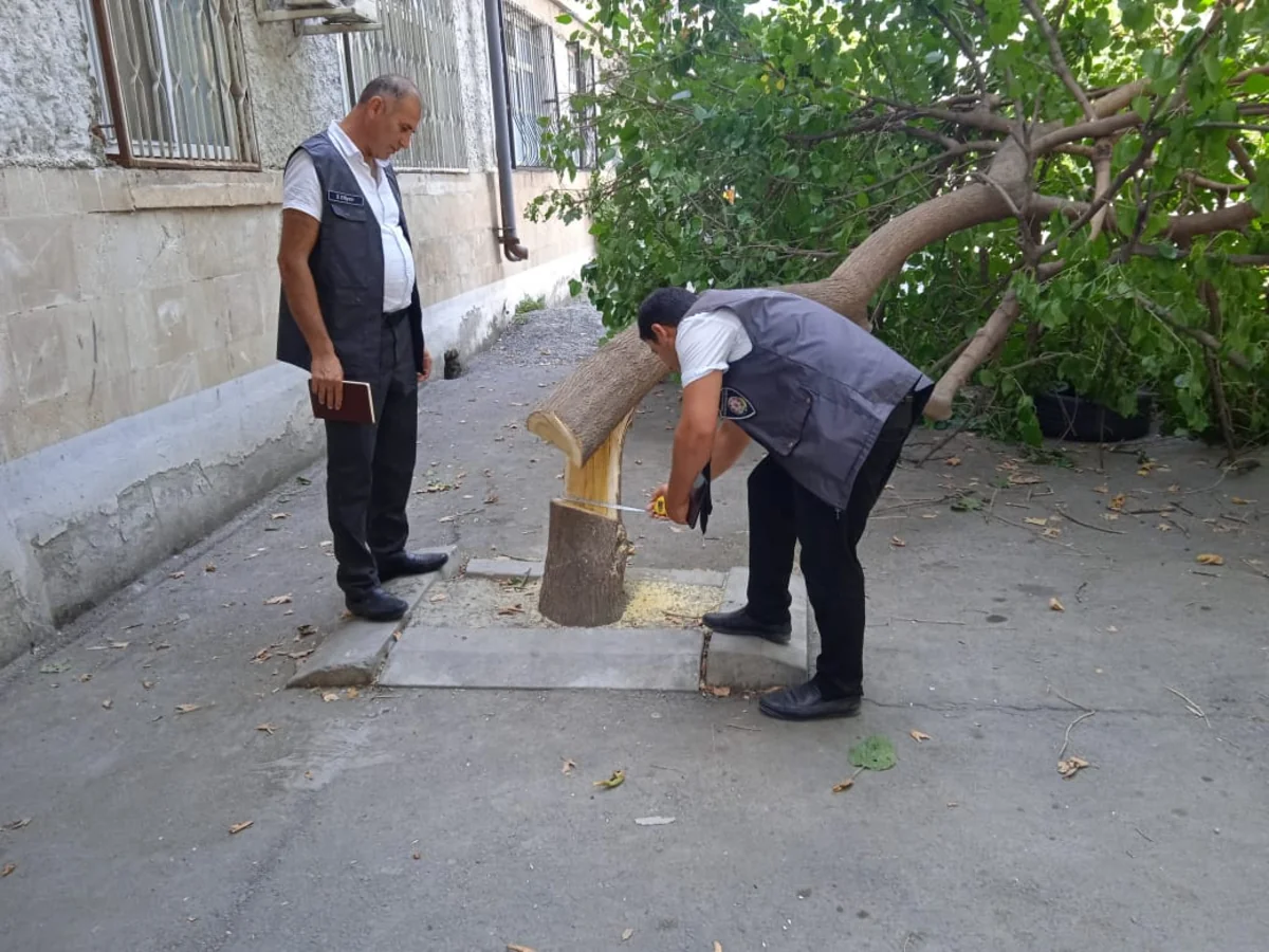 Göyçayda tut ağacını kəsən qadın cəzalandırılıb