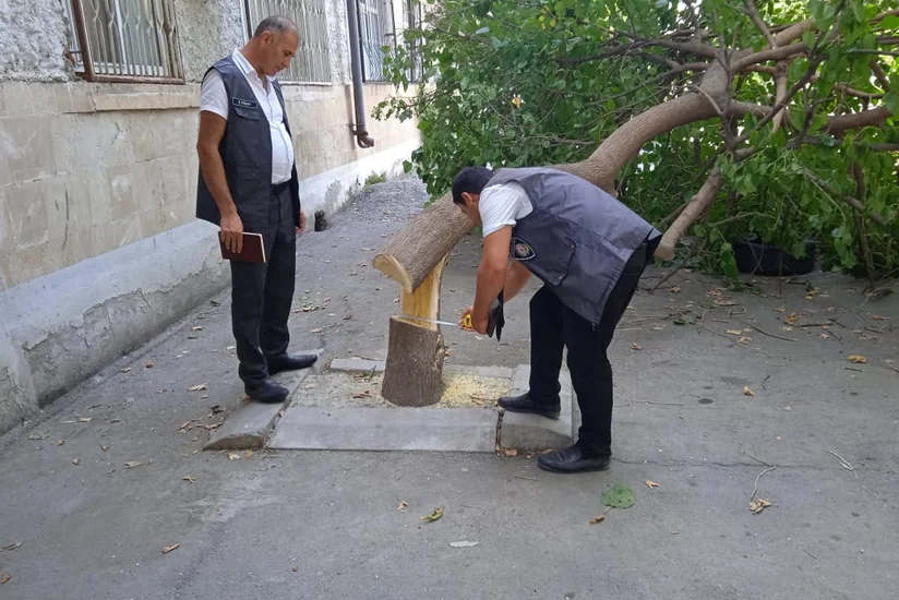 Göyçayda tut ağacını kəsən qadın cəzalandırılıb