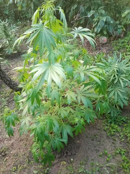 Göygöl sakininin evindən narkotik və sursat aşkarlanıb