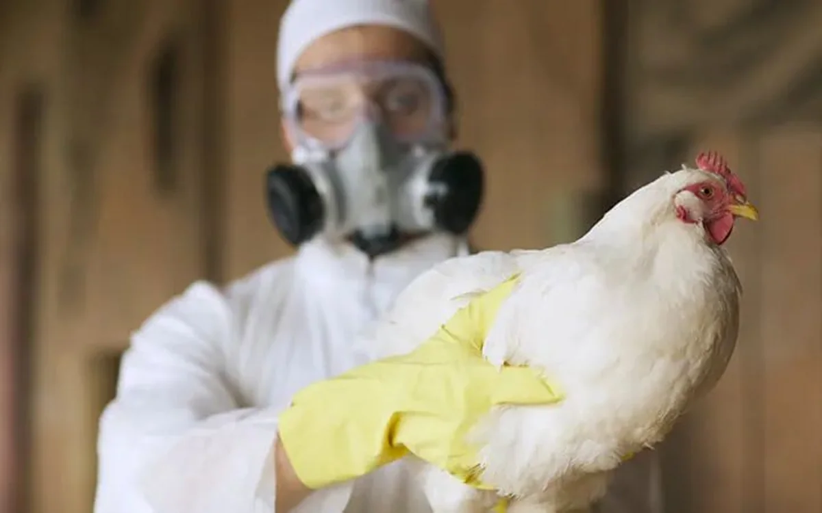 В США у тяжело больного пациента мутировал вирус птичьего гриппа