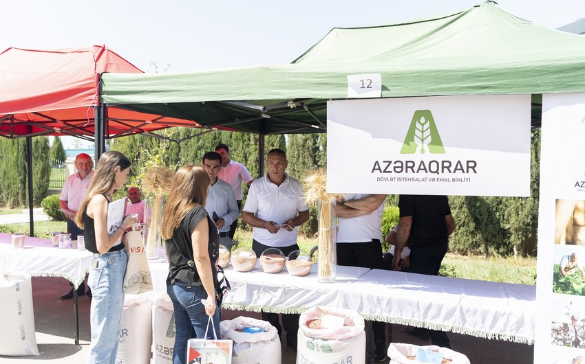 Ağcabədidə toxum sərgi-satış yarmarkası keçirilib