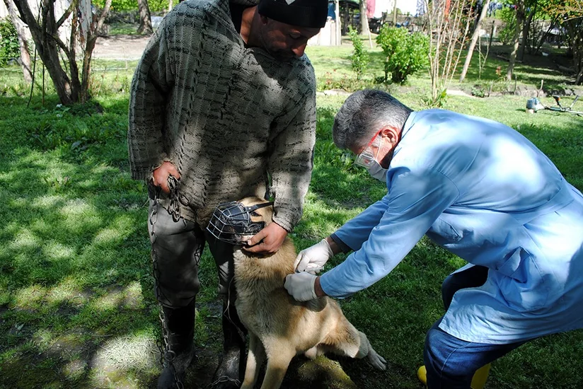 Zaqatalada heyvanlar arasında profilaktiki tədbirlər davam etdirilir