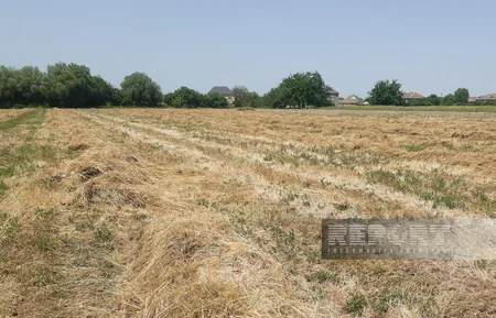 Muğan zonasında yağıntılar biçilmiş yonca sahələrinə ziyan vurub