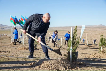 Müşfiqabadda 1500-dən çox Eldar şamı və zeytun ağacı əkilib